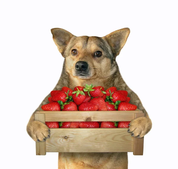 Cane tiene una scatola di fragole — Foto Stock