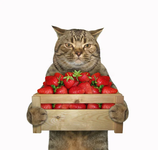Kot posiada pudełko truskawek — Zdjęcie stockowe