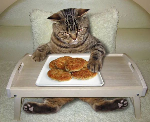 Gato come croquetas fritas de una bandeja de cama — Foto de Stock