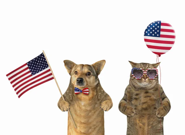 Dog and a cat patriot together — Stock Photo, Image