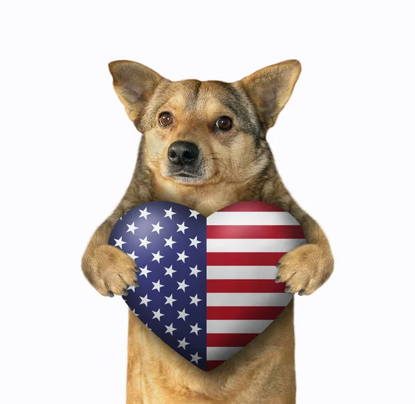 Hund Patriot mit amerikanischem Herz — Stockfoto