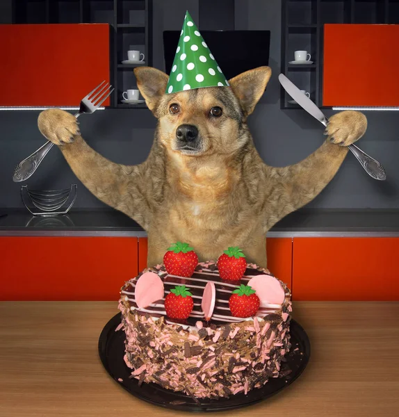 Dog eats a strawberry cake