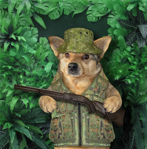 Az erdőben kutya vadász — Stock Fotó