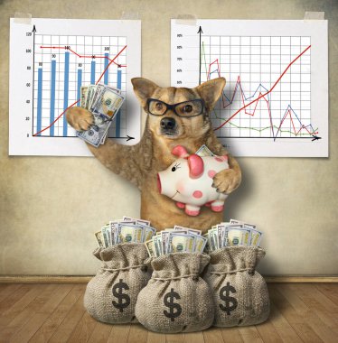 Kumbaralı köpek finansörü