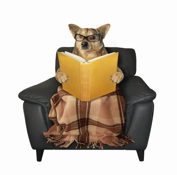 Pies czyta książkę w fotelu — Zdjęcie stockowe