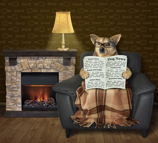 Cão lê um jornal perto de uma lareira — Fotografia de Stock