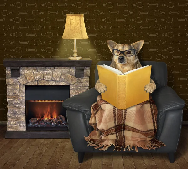 Cão lê um livro perto de uma lareira — Fotografia de Stock