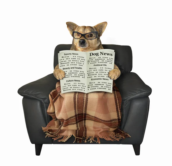 Perro lee un periódico en un sillón — Foto de Stock