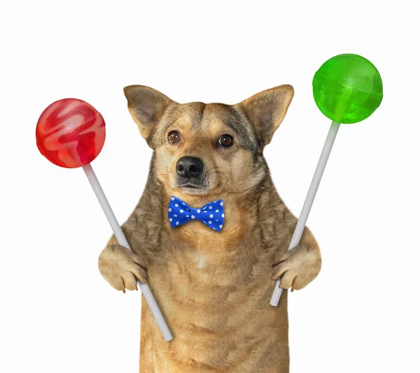 Dog with colored lollipops — Stock Photo, Image