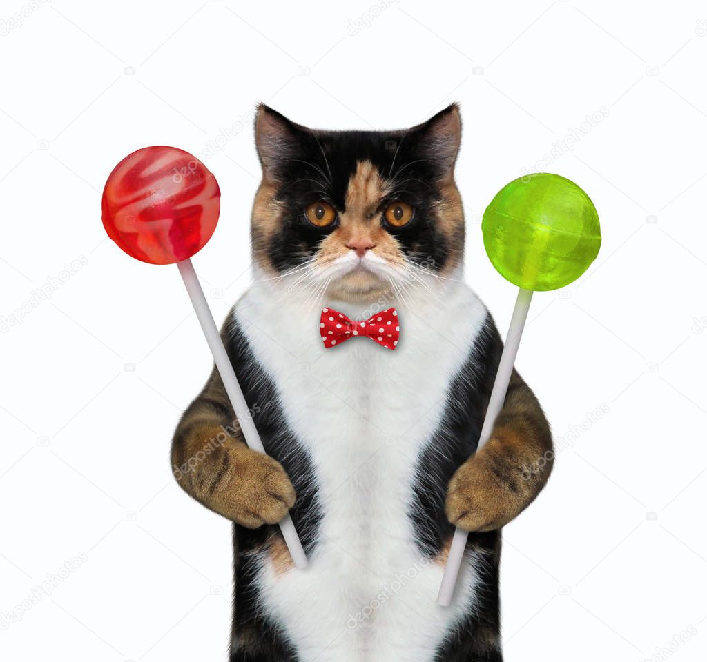 Cat with colored lollipops