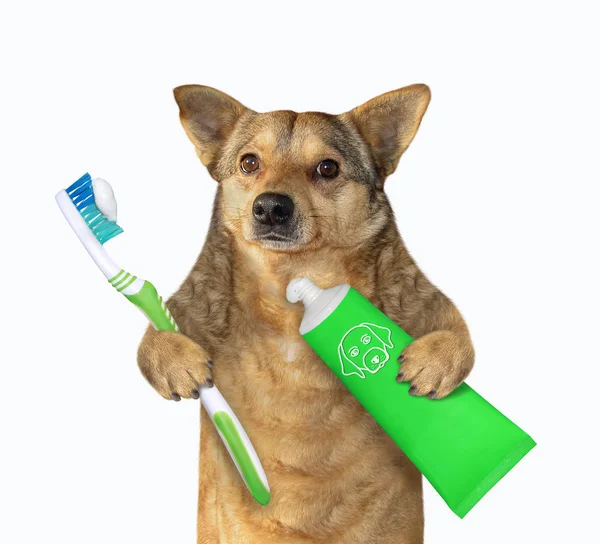 Dog with toothbrush and toothpaste — Stock Photo, Image