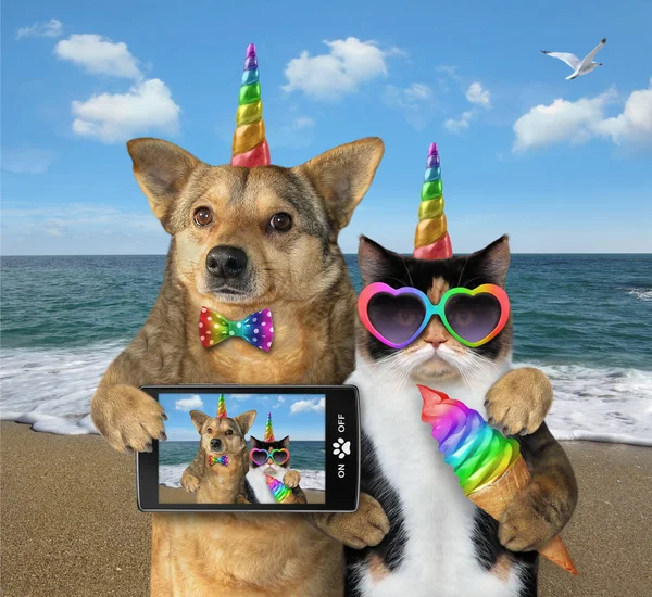 Σκύλος με μια γάτα στην παραλία μαζί — Φωτογραφία Αρχείου