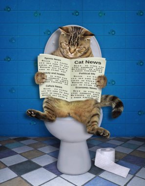 Wc bir gazete ile Kedi