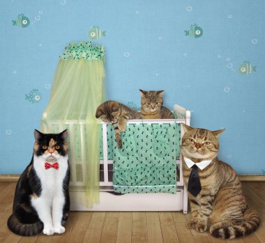 Yatak odasında kedi yavruları 2