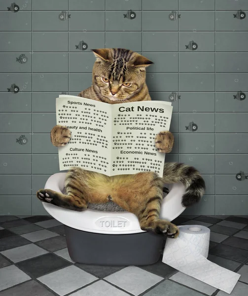 Gato con un periódico en el wc 3 — Foto de Stock