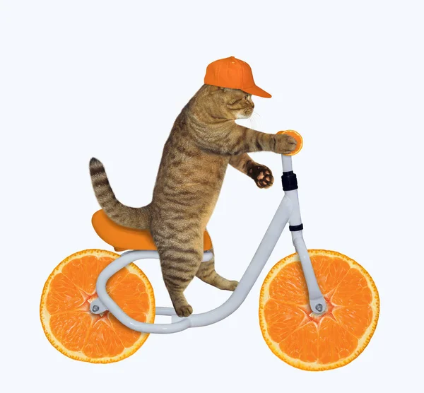猫はオレンジ色の自転車に乗る — ストック写真