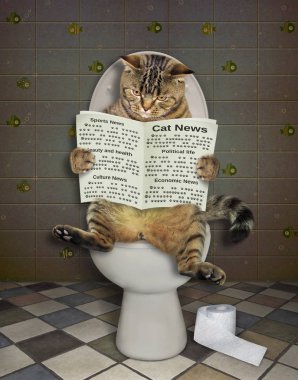 Wc 2 bir gazete ile Kedi
