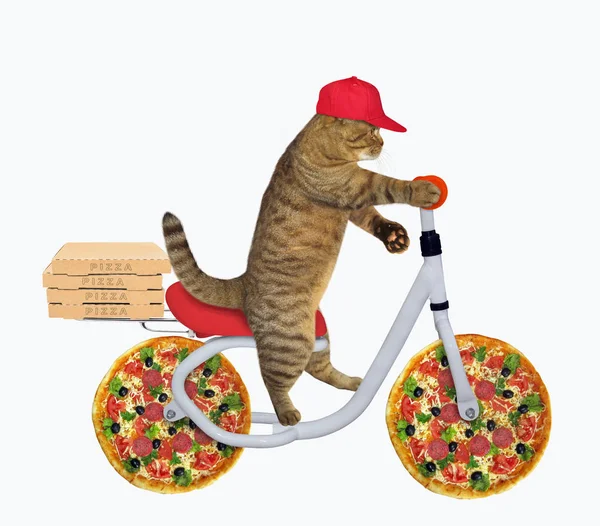 Cat monta uma bicicleta de pizza — Fotografia de Stock