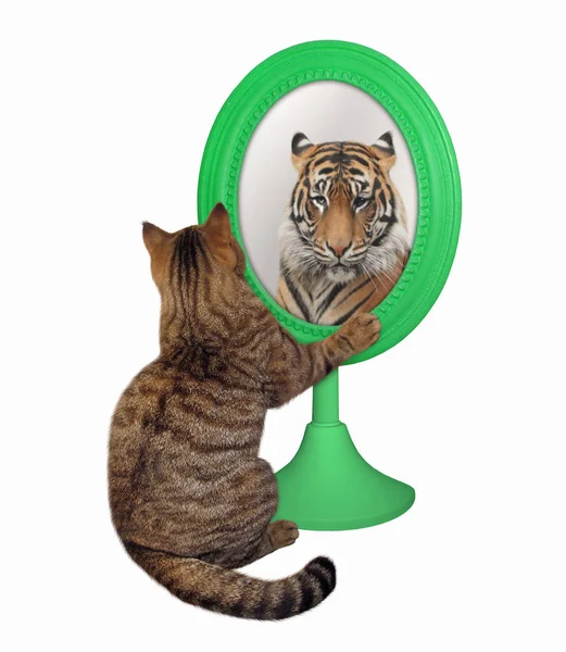 Katze betrachtet ihr Spiegelbild 3 — Stockfoto