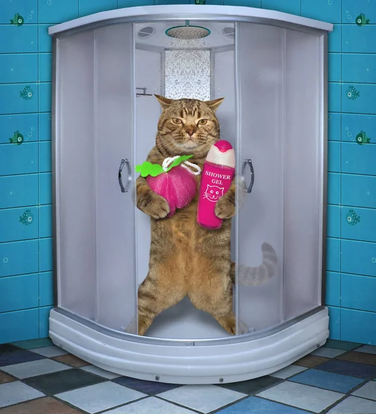 Chat prenant une douche 2 — Photo