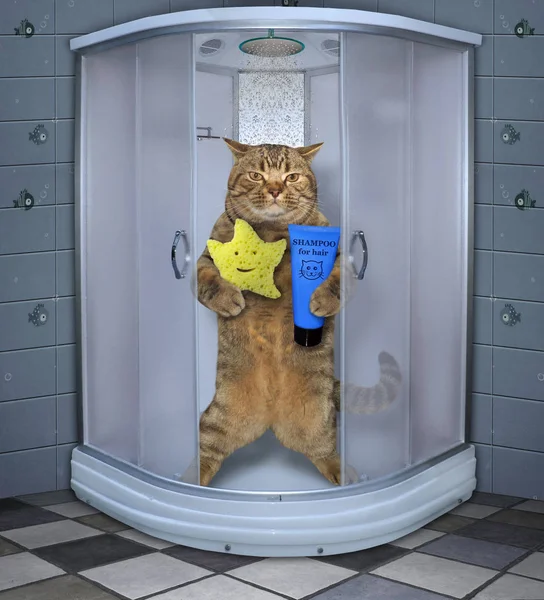 Кошка принимает душ 4 — стоковое фото