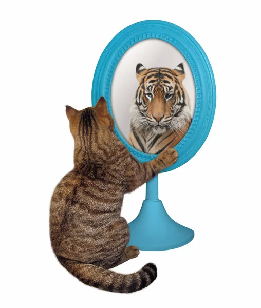 Cat looks at its reflection 2 — Stock Photo, Image