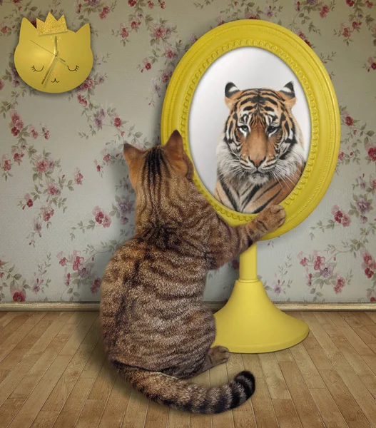 Katze betrachtet ihr Spiegelbild zu Hause 2 — Stockfoto