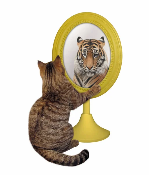 Cat looks at its reflection — Stock Photo, Image