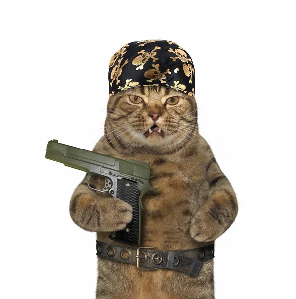 Gato em uma bandana segura uma arma — Fotografia de Stock