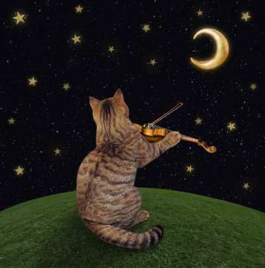 Kedi gece keman oynar