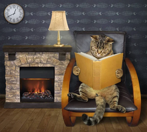 Gato lee un libro junto a una chimenea — Foto de Stock