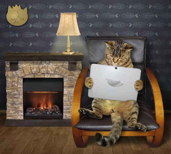 Cat lee un portátil junto a una chimenea — Foto de Stock
