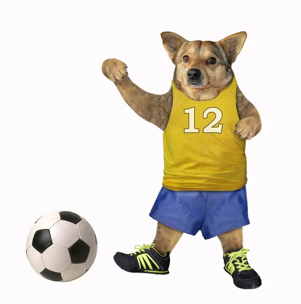 Giocatore di calcio cane colpisce una palla 2 — Foto Stock
