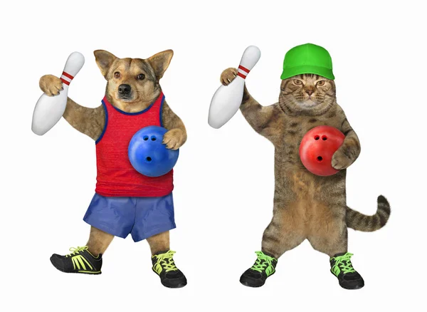 Cane e un gatto giocano a bowling — Foto Stock