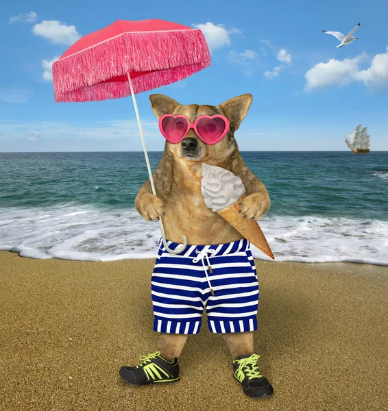 Hund in kurzen Hosen am Strand — Stockfoto
