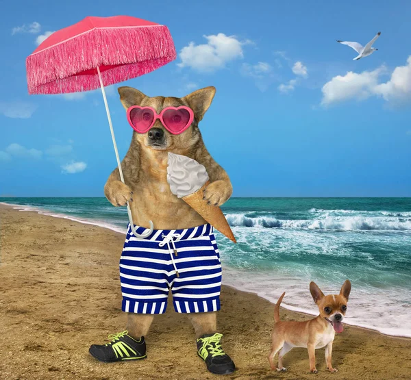 Hund in kurzen Hosen am Strand 2 — Stockfoto