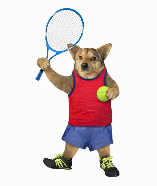 Atleta di cane con racchetta da tennis — Foto Stock