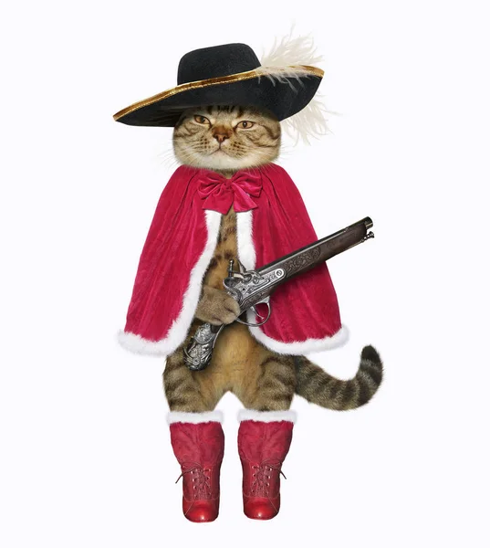 Кошачий мушкетер с пистолетом 2 — стоковое фото