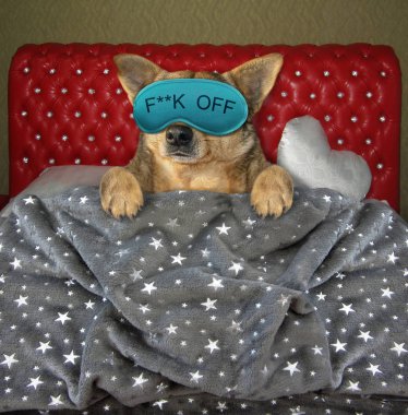 Maskede uyuyan köpek