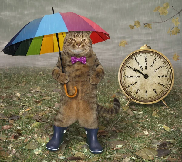 Cat with umbrella near a clock — Stock Photo, Image