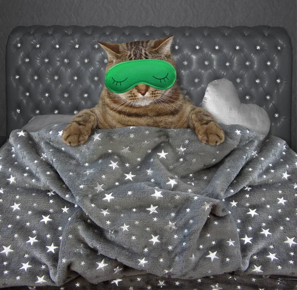 마스크를 쓰고 자고 있는 고양이 — 스톡 사진