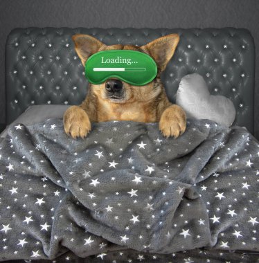 Maskede uyuyan köpek 2