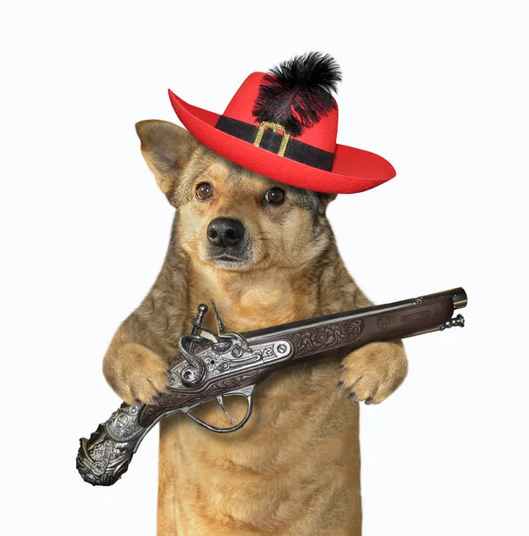 Köpek savaşçı bir tabanca tutar — Stok fotoğraf