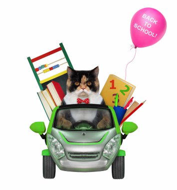 Kedi okula arabayla gidiyor.