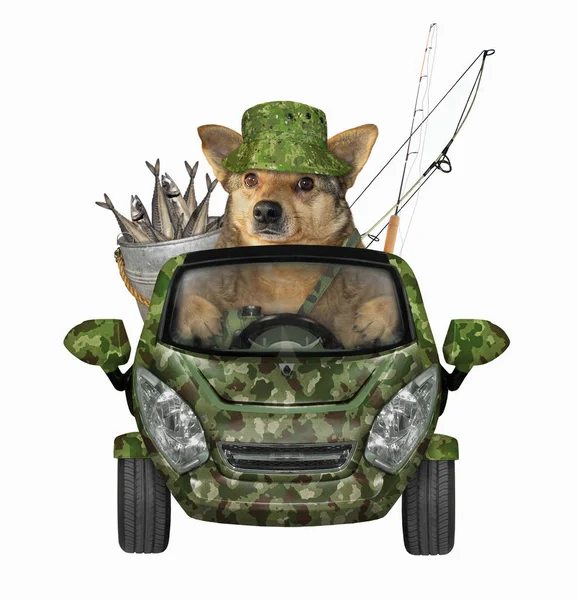 Dog returns from fishing by car — Stock Photo, Image