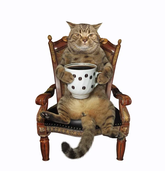 Kot z kawą w fotelu — Zdjęcie stockowe