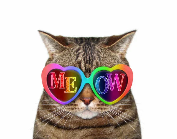 Katze trägt Miau-Sonnenbrille 2 — Stockfoto