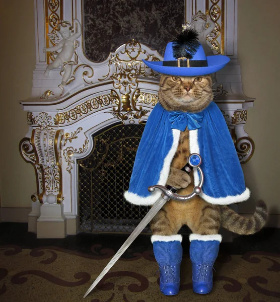 Кіт у блакитному плащі в палаці — стокове фото