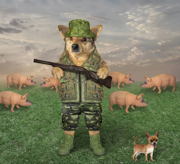 Chien avec un fusil broute les porcs — Photo