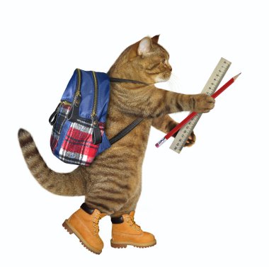 Kedi okula gidiyor.